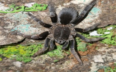 lyrognathus giannisposatoi juvie 6cm  tarantula